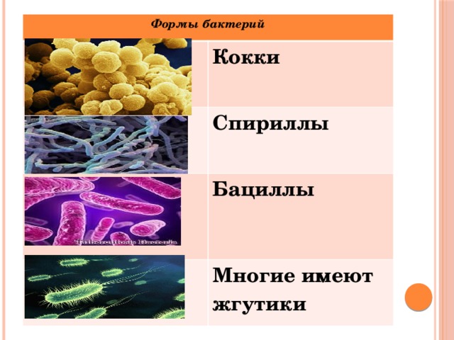 Формы бактерий Кокки Спириллы Бациллы Многие имеют жгутики