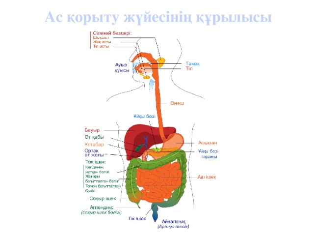 Ас қорыту жүйесінің құрылысы