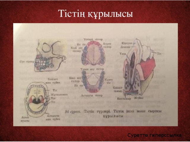 Тістің құрылысы Суретте гиперссылка