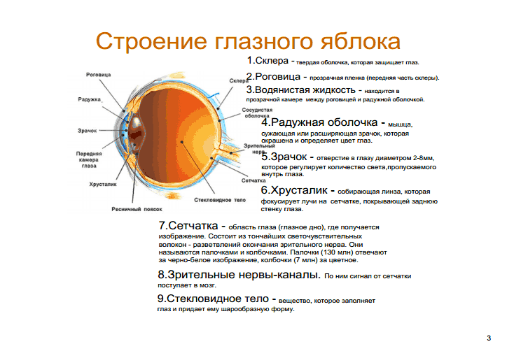 Какой части глазного яблока образуется изображение предмета. Функции структур глазного яблока. Структурные части глазного яблока и их функции. Функции структур человеческого глаза. Анатомия глазного яблока человека строение и функции.