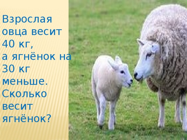 Взрослая овца весит 40 кг, а ягнёнок на 30 кг меньше. Сколько весит ягнёнок?