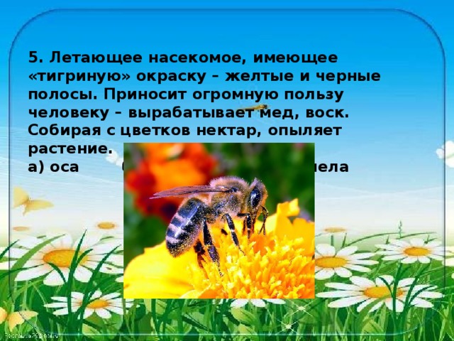 5. Летающее насекомое, имеющее «тигриную» окраску – желтые и черные полосы. Приносит огромную пользу человеку – вырабатывает мед, воск. Собирая с цветков нектар, опыляет растение. а) оса б) бабочка в) пчела