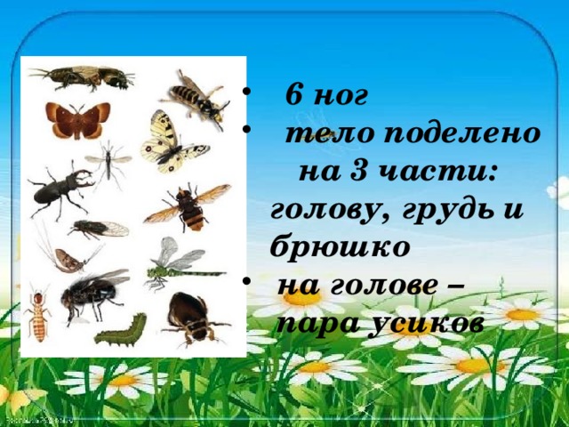 6 ног  тело поделено   на 3 части:  голову, грудь и  брюшко на голове – пара усиков