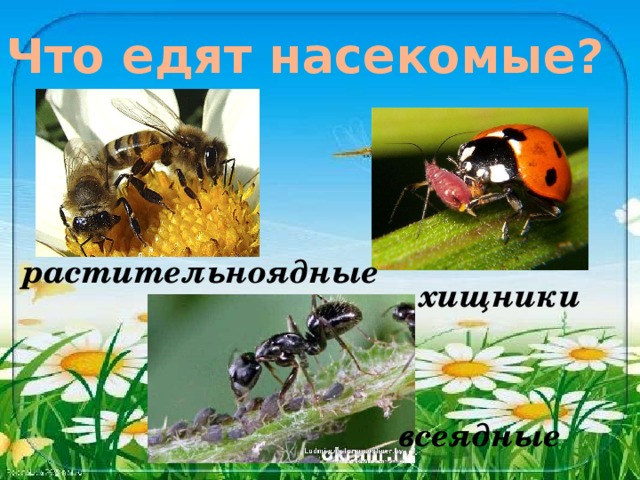 Что едят насекомые? растительноядные хищники всеядные