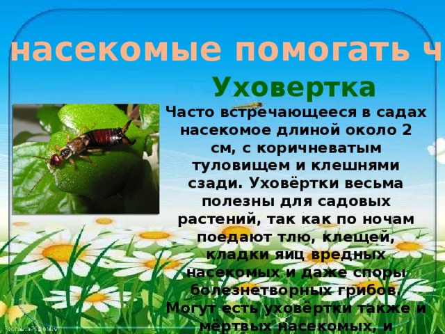 Могут ли насекомые помогать человеку? Уховертка  Часто встречающееся в садах насекомое длиной около 2 см, с коричневатым туловищем и клешнями сзади. Уховёртки весьма полезны для садовых растений, так как по ночам поедают тлю, клещей, кладки яиц вредных насекомых и даже споры болезнетворных грибов. Могут есть уховёртки также и мёртвых насекомых, и растительную пищу (нежные листья и лепестки, плоды, мох). Днём уховёртки обычно скрываются под опавшей листвой или камнями.