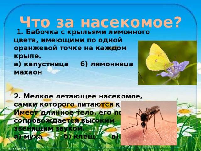 Что за насекомое?  1. Бабочка с крыльями лимонного цвета, имеющими по одной оранжевой точке на каждом крыле. а) капустница б) лимонница в) махаон   2. Мелкое летающее насекомое, самки которого питаются кровью. Имеет длинное тело, его полет сопровождается высоким звенящим звуком. а) муха б) клещ в) комар