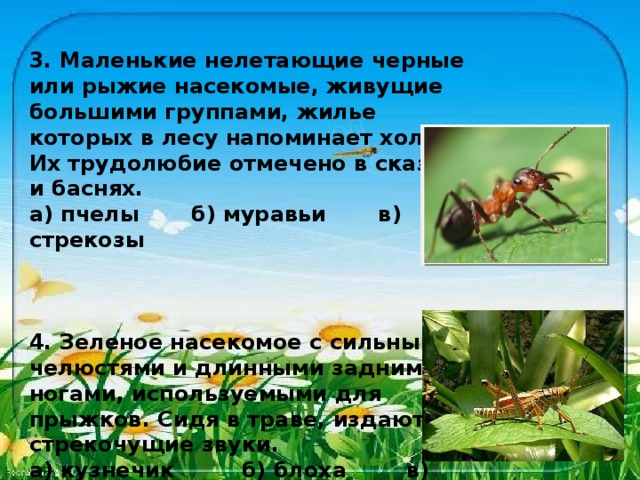 3. Маленькие нелетающие черные или рыжие насекомые, живущие большими группами, жилье которых в лесу напоминает холмик. Их трудолюбие отмечено в сказках и баснях. а) пчелы б) муравьи в) стрекозы    4. Зеленое насекомое с сильными челюстями и длинными задними ногами, используемыми для прыжков. Сидя в траве, издают стрекочущие звуки. а) кузнечик б) блоха в) долгоносик