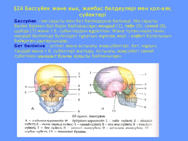 § 24 Бассүйек және иық, жамбас белдеулері мен қол-аяқ сүйектері Бассүйек  – ми сауыты мен бет бөлімдеріне бөлінеді. Ми сауыты бөлімі бірімен-бірі берік байланысқан маңдай (1), төбе (9), самай (8), шүйде (7) және т.б. сүйектерден құралған. Жаңа туған нәрестенің маңдай бөлімінде бүлкілдеп тұратын жұмсақ жері – еңбегі болатынын байқаған шығарсыңдар. Бет бөліміне – үстіңгі және астыңғы жақсүйектері, бет, мұрын, таңдай және т.б. сүйектері жатады. Астыңғы жақсүйегі самай сүйегімен шықшыт буыны арқылы байланысқан.