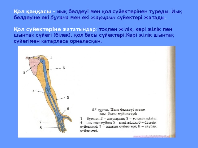 Қол қаңқасы – иық белдеуі мен қол сүйектерінен тұреды. Иық белдеуіне екі бұғана мен екі жауырын сүйектері жатады . Қол сүйектеріне жататындар: тоқпен жілік, кәрі жілік пен шынтақ сүйегі (білек), қол басы сүйектері.Кәрі жілік шынтақ сүйегімен қатарласа орналасқан.