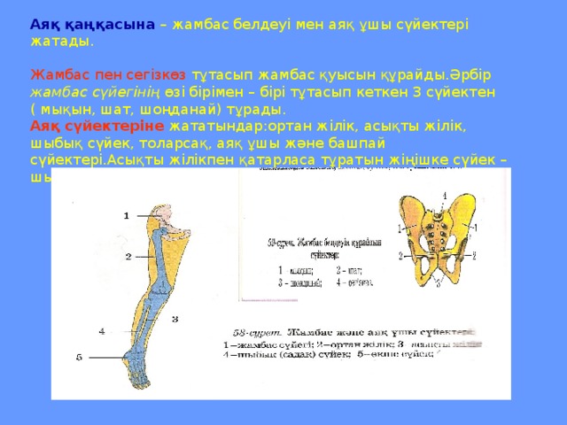 Тар жамбас презентация