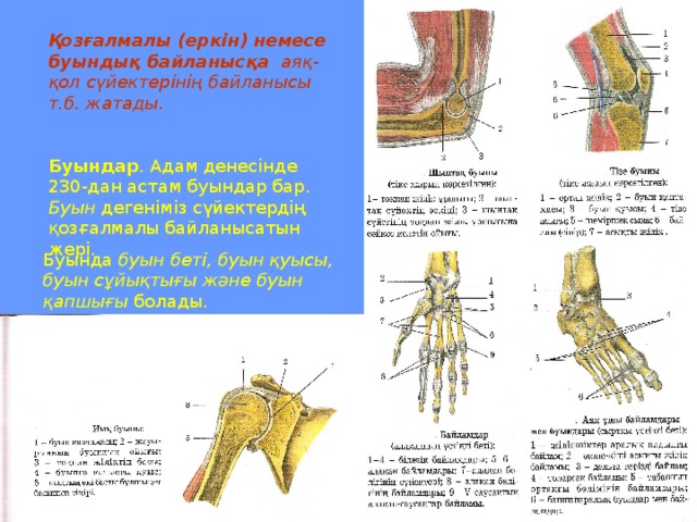 Қозғалмалы (еркін) немесе буындық байланысқа аяқ- қол сүйектерінің байланысы т.б. жатады.   Буындар . Адам денесінде 230-дан астам буындар бар. Буын дегеніміз сүйектердің қозғалмалы байланысатын жері. Буында буын беті, буын қуысы, буын сұйықтығы және буын қапшығы болады.