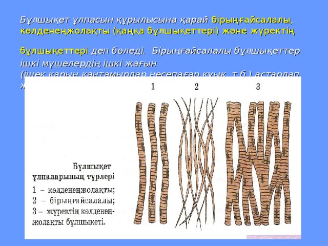 Бұлшықет ұлпасын құрылысына қарай  бірыңғайсалалы, көлденеңжолақты (қаңқа бұлшықеттері) және жүректің бұлшықеттері  деп бөледі.  Бірыңғайсалалы бұлшықеттер ішкі мүшелердің ішкі жағын (ішек,қарын,қантамырлар,несепағар,қуық, т.б.) астарлап жатады