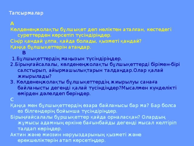 Тапсырмалар А Көлденеңжолақты бұлшықет деп неліктен аталған, кестедегі суреттерден көрсетіп түсіндіріңдер. Сіңір қандай ұлпа, қайда болады, қызметі қандай? Қаңқа бұлшықеттерін атаңдар.  В   1.Бұлшықеттердің маңызын түсіндіріңдер. 2.Бірыңғайсалалы, көлденеңжолақты бұлшықеттерді бірімен-бірі салстырып, айырмашылықтарын талдаңдар.Олар қалай жиырылады? 3. Көлденеңжолақты бұлшықеттердің жиырылуы санаға байланысты дегенді қалай түсіндіңдер?Мысалмен күнделікті өмірден дәлелдеп беріңдер. С Қаңқа мен бұлшықеттердің өзара байланысы бар ма? Бар болса өз білгендерің бойынша түсіндіріңдер. Бірыңғайсалалы бұршықеттер қайда орналасқан? Олардың жұмысы адамның еркіне бағынбайды дегенді мысал келтіріп талдап көріңдер. Актин және миозин нәруыздарының қызметі және ерекшеліктерін атап көрсетіңдер.