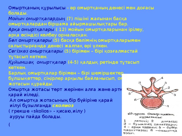 Омыртқаның құрылысы - әр омыртқаның денесі мен доғасы болады. Мойын омыртқалардың (7) пішіні жағынан басқа омыртқалардан біршама айырмашылықтары бар. Арқа омыртқалары ( 12) мойын омыртқаларынан ірілеу, арқа өсіндісі көлбеу орналасқан. Бел омыртқалары (5) басқа бөлімнің омыртқаларымен салыстырғанда денесі жалпақ әрі үлкен. Сегізкөз омыртқалары (5) бірімен – бірі қозғалмастай тұтасып кеткен. Құйымшақ омыртқалар  (4-5) қалдық ретінде тұтасып кеткен. Барлық омыртқалар бірімен – бірі шеміршектер, бұлшықеттер, сіңірлер арқылы байланысып, омыртқа жотасын құрайды. Омыртқа жотасы төрт жерінен алға және артқа қарай иіледі.  Ал омыртқа жотасының бір бүйіріне қарай  иілуі бұзылғанда сколиоз  ( грекше «skolios» - қисаю,иілу )  ауруы пайда болады. (