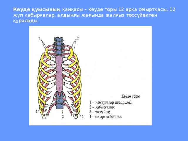 Кеуде қуысының қаңқасы – кеуде торы 12 арқа омыртқасы, 12 жұп қабырғалар, алдыңғы жағында жалғыз төссүйектен құралады.