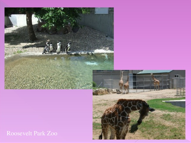 Roosevelt Park Zoo
