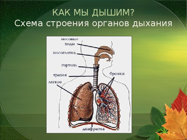 КАК МЫ ДЫШИМ?  Схема строения органов дыхания