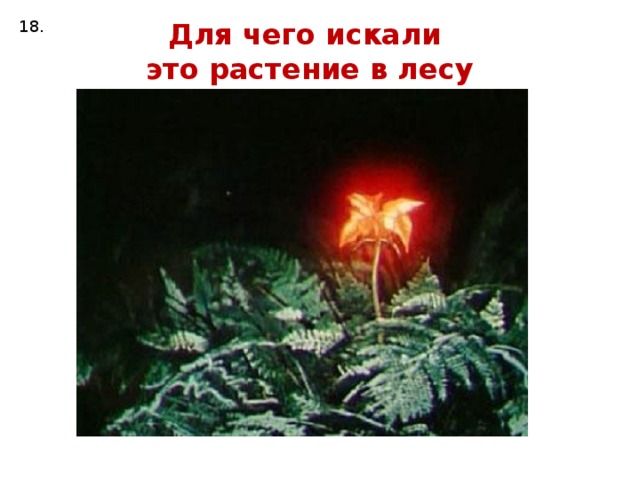 18. Для чего искали это растение в лесу ночью?