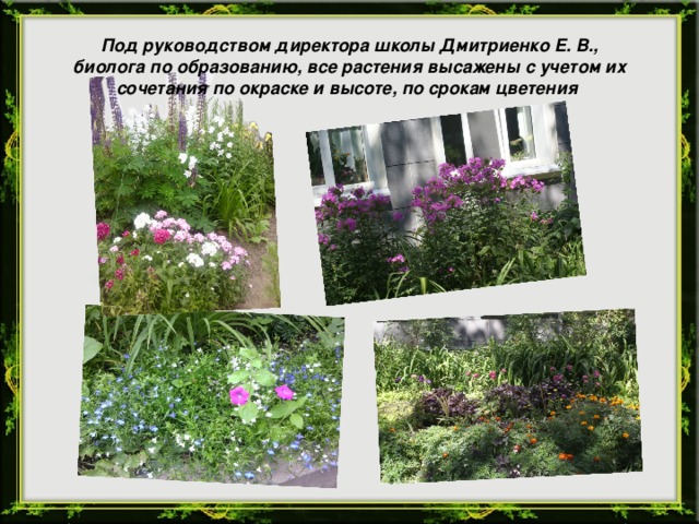 Под руководством директора школы Дмитриенко Е. В., биолога по образованию, все растения высажены с учетом их сочетания по окраске и высоте, по срокам цветения