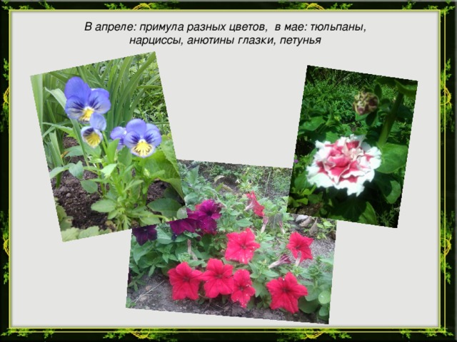 В апреле: примула разных цветов, в мае: тюльпаны, нарциссы, анютины глазки, петунья