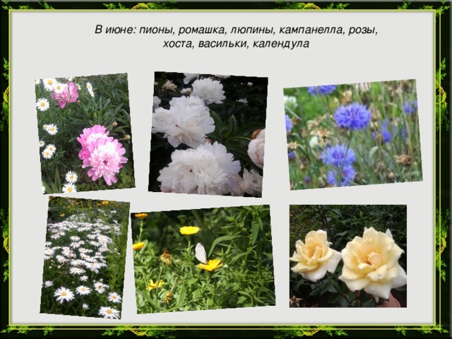 В июне: пионы, ромашка, люпины, кампанелла, розы, хоста, васильки, календула
