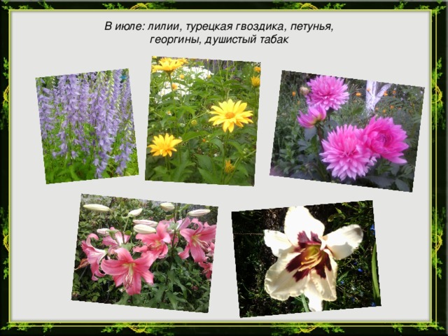 В июле: лилии, турецкая гвоздика, петунья, георгины, душистый табак