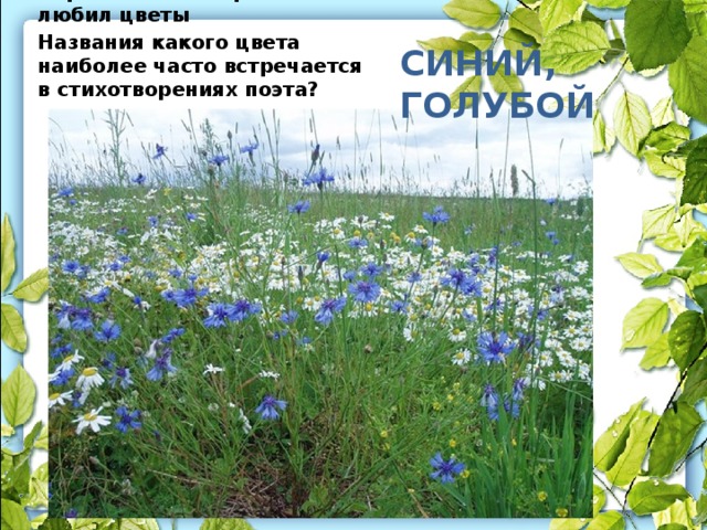 Сергей Есенин страстно любил цветы Названия какого цвета наиболее часто встречается в стихотворениях поэта? Синий, голубой