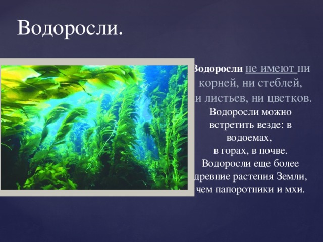 Водоросли . Водоросли  не имеют ни корней, ни стеблей, ни листьев, ни цветков. Водоросли можно встретить везде: в водоемах, в горах, в почве. Водоросли еще более древние растения Земли, чем папоротники и мхи.