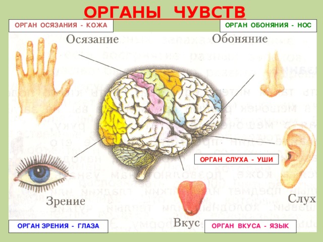 Орган осязания обоняния и вкуса презентация 8 класс по биологии