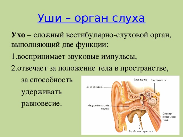 Слух человека