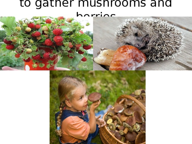 to gather mushrooms and berries