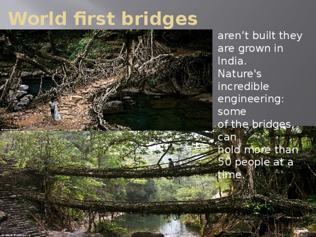 World first bridges    aren’t built they are grown in India. Nature's incredible engineering: some of the bridges can hold more than 50 people at a time.   .