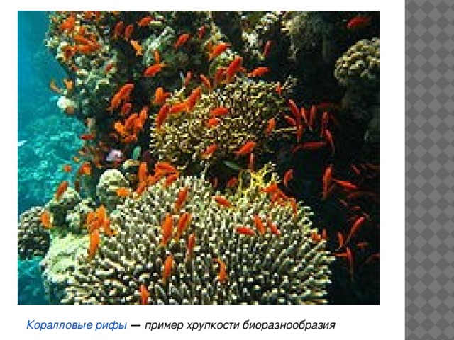 Коралловые рифы  — пример хрупкости биоразнообразия