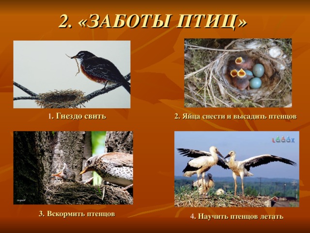 2. «ЗАБОТЫ ПТИЦ» 1 . Гнездо свить 2. Яйца снести и высадить птенцов 3. Вскормить птенцов 4 . Научить птенцов  летать