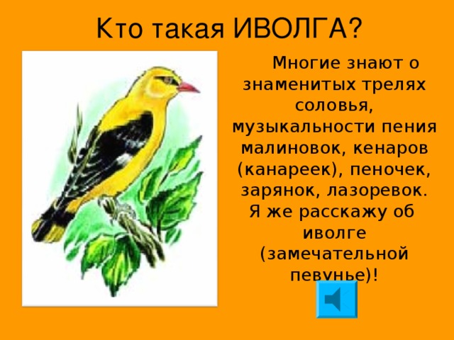 Иволга — птица перелётная Кто такая ИВОЛГА?  Многие знают о знаменитых трелях соловья, музыкальности пения малиновок, кенаров (канареек), пеночек, зарянок, лазоревок. Я же расскажу об иволге (замечательной певунье)!