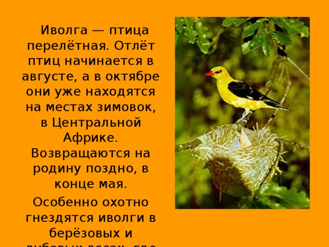 Иволга — птица перелётная. Отлёт птиц начинается в августе, а в октябре они уже находятся на местах зимовок, в Центральной Африке. Возвращаются на родину поздно, в конце мая. Особенно охотно гнездятся иволги в берёзовых и дубовых лесах, где сухо и тепло.