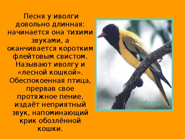 Песня у иволги довольно длинная: начинается она тихими звуками, а оканчивается коротким флейтовым свистом. Называют иволгу и «лесной кошкой». Обеспокоенная птица, прервав свое протяжное пение, издаёт неприятный звук, напоминающий крик обозлённой кошки.