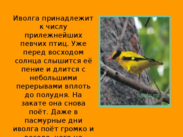 Иволга принадлежит к числу прилежнейших певчих птиц. Уже перед восходом солнца слышится её пение и длится с небольшими перерывами вплоть до полудня. На закате она снова поёт. Даже в пасмурные дни иволга поёт громко и весело, чего не делают другие птицы.