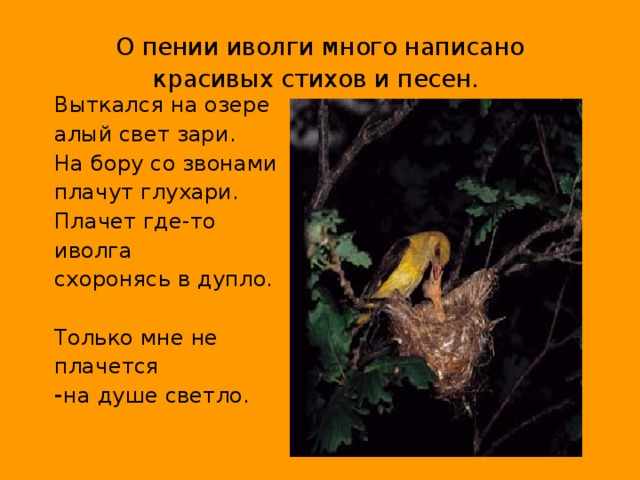 О пении иволги много написано красивых стихов и песен. Выткался на озере алый свет зари.  На бору со звонами плачут глухари.  Плачет где-то иволга  схоронясь в дупло.  Только мне не плачется   - на душе светло.