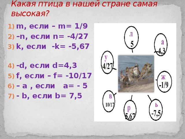 Какая птица в нашей стране самая высокая?