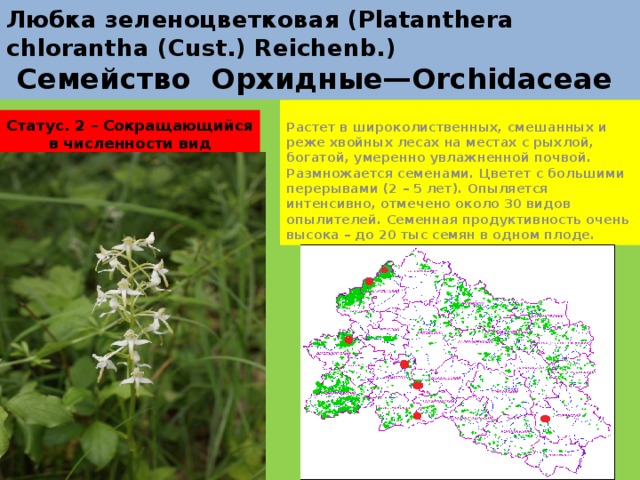Любка зеленоцветковая (Platanthera chlorantha (Cust.) Reichenb.)  Семейство Орхидные—Orchidaceae Растет в широколиственных, смешанных и реже хвойных лесах на местах с рыхлой, богатой, умеренно увлажненной почвой. Размножается семенами. Цветет с большими перерывами (2 – 5 лет). Опыляется интенсивно, отмечено около 30 видов опылителей. Семенная продуктивность очень высока – до 20 тыс семян в одном плоде. Статус. 2 – Сокращающийся в численности вид