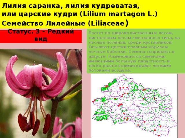 Лилия саранка, лилия кудреватая,  или царские кудри (Lilium martagon L.)  Семейство Лилейные (Liliaceae ) Растет по широколиственным лесам, лиственным лесам смешанного типа, на лесных полянах, среди кустарников. Опыляют цветки главным образом ночные бабочки. Семена созревают в августе. Размножается семенами, имеющими большую парустность и легко разносящимисядаже легкими потоками воздуха. Статус. 3 – Редкий вид