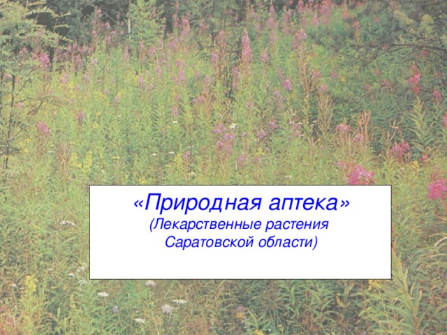 «Природная аптека» (Лекарственные растения Саратовской области)
