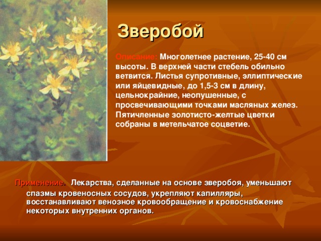 Зверобой Описание:  Многолетнее растение, 25-40 см высоты. В верхней части стебель обильно ветвится. Листья супротивные, эллиптические или яйцевидные, до 1,5-3 см в длину, цельнокрайние, неопушенные, с просвечивающими точками масляных желез. Пятичленные золотисто-желтые цветки собраны в метельчатое соцветие. Применение .  Лекарства, сделанные на основе зверобоя, уменьшают спазмы кровеносных сосудов, укрепляют капилляры, восстанавливают венозное кровообращение и кровоснабжение некоторых внутренних органов.