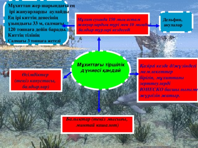 Мұхиттан жер шарындағы ең  ірі жануарларды аулайды Ең ірі киттің денесінің ұзындығы 33 м, салмағы 120 тоннаға дейін барады. Киттің тілінің Салмағы 3 тоннаға жетеді Дельфин,  акулалар Мұхит суында 150 мың астам жануарлардың түрі мен 10 мыңдай  балдыр түрлері кездеседі Мұхиттағы тіршілік дүниесі қандай  Қазіргі кезде д/жүзіндегі мемлекеттер бірігіп, мұхиттағы зерттеулерді ЮНЕСКО басшылығымен жүргізіп жатыр. Өсімдіктер (теңіз капустасы, балдырлар) Балықтар (теңіз мысығы, минтай кашалот)