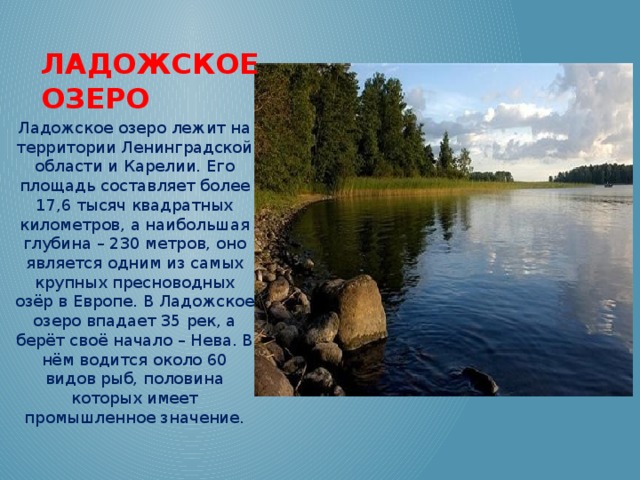 Ладожское озеро Ладожское озеро лежит на территории Ленинградской области и Карелии. Его площадь составляет более 17,6 тысяч квадратных километров, а наибольшая глубина – 230 метров, оно является одним из самых крупных пресноводных озёр в Европе. В Ладожское озеро впадает 35 рек, а берёт своё начало – Нева. В нём водится около 60 видов рыб, половина которых имеет промышленное значение.