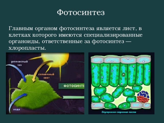 Фотосинтез Главным органом фотосинтеза является лист, в клетках которого имеются специализированные органоиды, ответственные за фотосинтез — хлоропласты.