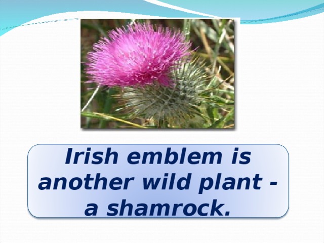 Irish emblem is another wild plant - a shamrock.