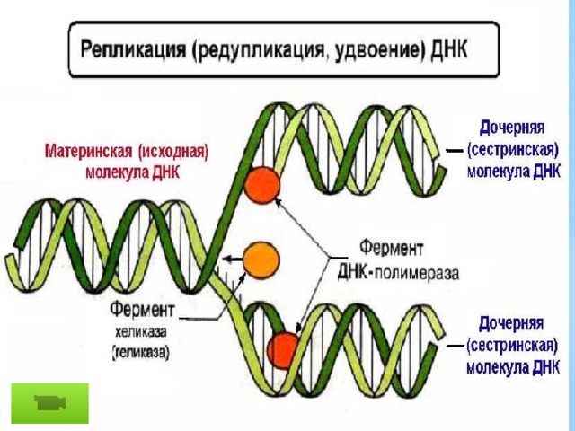 Процесс разрезания молекулы днк. Схема репликации молекулы ДНК по биологии. Матричный Синтез ДНК репликация. Репликация ДНК ЕГЭ ферменты. Схема репликации с ферментами.