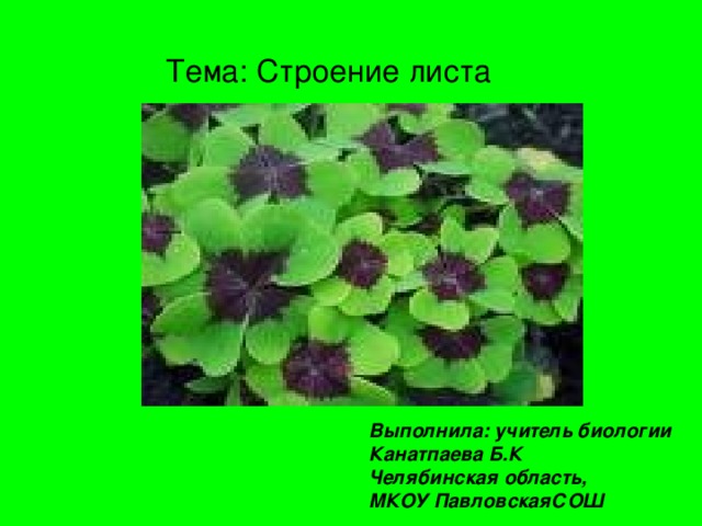 Тема: Строение листа Выполнила: учитель биологии Канатпаева Б.К Челябинская область, МКОУ ПавловскаяСОШ